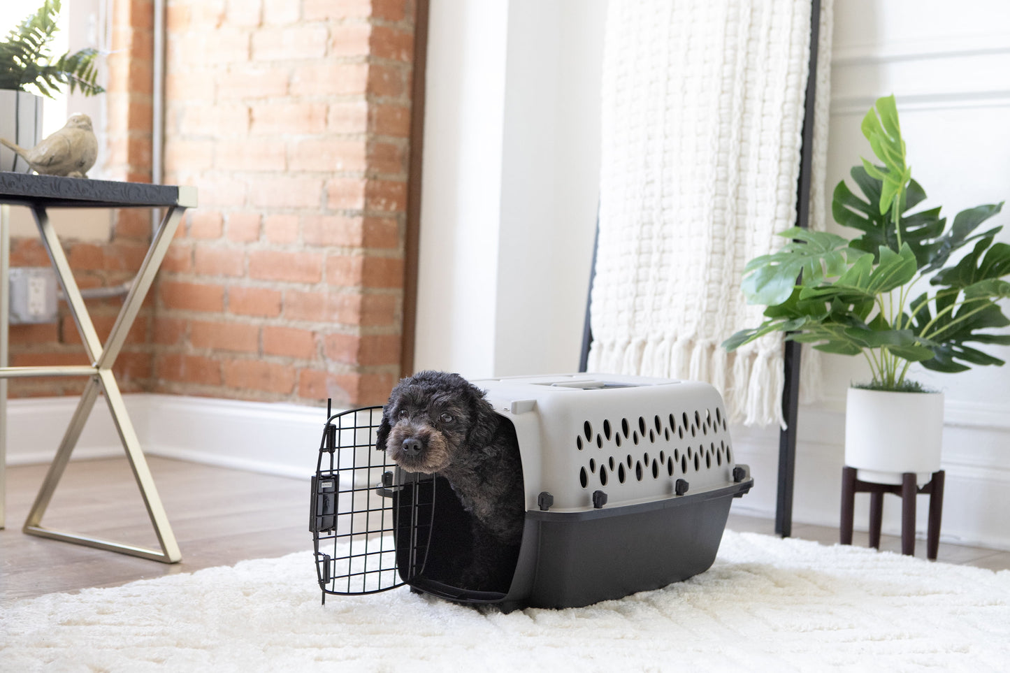 Extra Small Plastic Hard-Sided Pet Carrier, Black and Gray, 10 Lb Limit